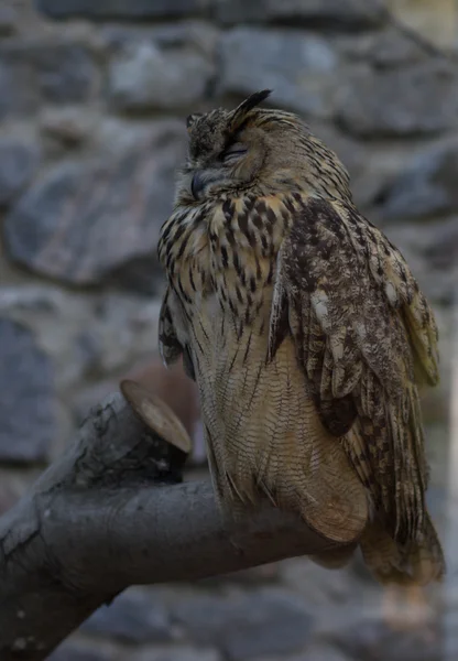 Eurasian Eagle Owl Sleeping Branch — Stock Photo, Image