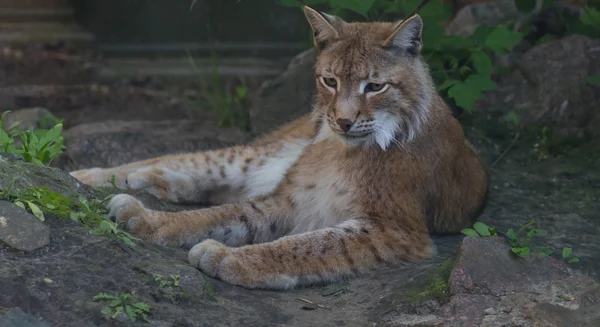 Lynx Deitado Sobre Rochas Assistindo — Fotografia de Stock