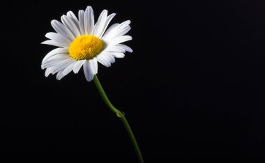 Siyah bir arka plan üzerinde Lonely beyaz Daisy.