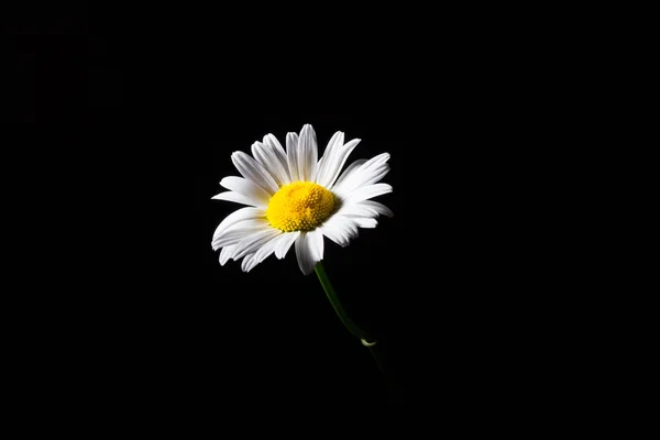 Lonely White Daisy Black Background — Stock Photo, Image