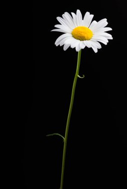 Siyah bir arka plan üzerinde Lonely beyaz Daisy.