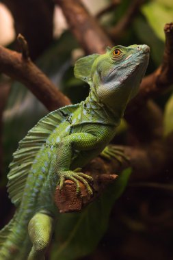 Yeşil deri kertenkele ağaç taslıyor