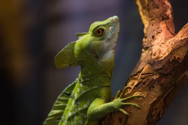 Green skin lizard crawling on the tree