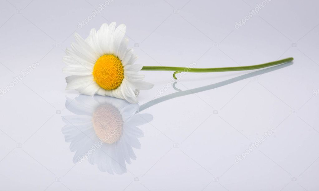 Camomile on white background, focus on flowers