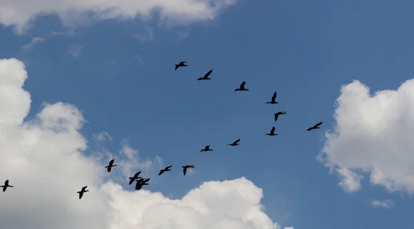 Pájaros Volando Cielo Azul — Foto de Stock