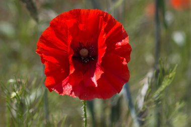 Kırmızı haşhaş alan sahne