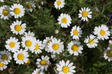 Güneşli bir günde tarlada papatya çiçeği. Yüzeyin derinliği