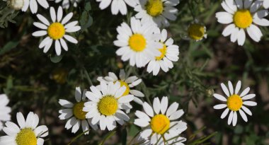 Güneşli bir günde tarlada papatya çiçeği. Yüzeyin derinliği