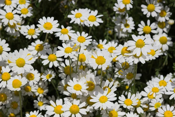 Um monte de belas flores brancas — Fotografia de Stock