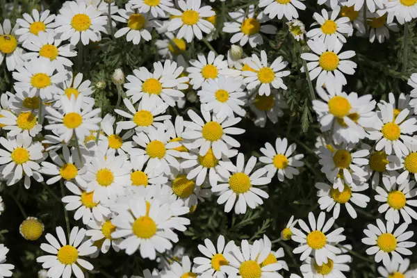 아름 다운 흰 꽃을 많이 — 스톡 사진
