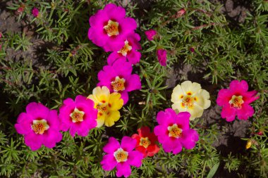 Bahar çiçek yakın çekim