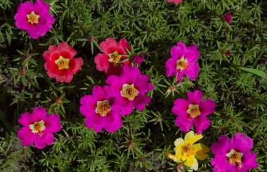 Bahar çiçek yakın çekim