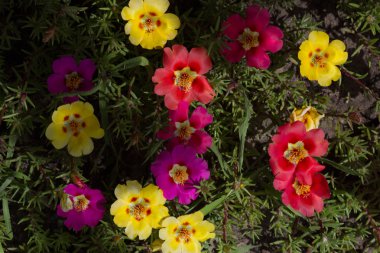 Bahar çiçek yakın çekim