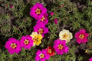 Bahar çiçek yakın çekim