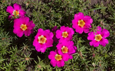 Bahar çiçek yakın çekim