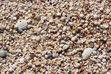 Deniz kabukları kabukları