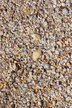 Deniz kabukları kabukları