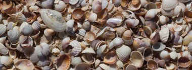 Deniz kabukları kabukları