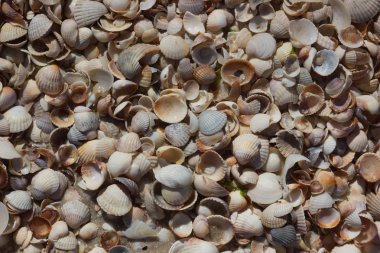 Deniz kabukları kabukları