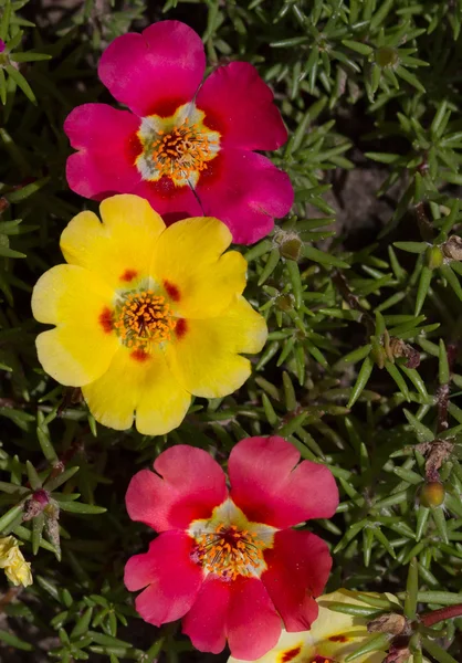 Primavera flor de cerca —  Fotos de Stock