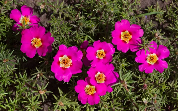 Bahar çiçek yakın çekim