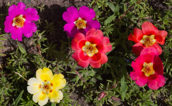 Bahar çiçek yakın çekim