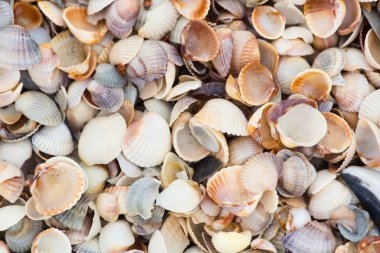 Arka plan deniz kabuğu Plajı