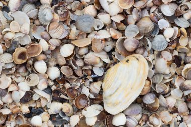 Arka plan deniz kabuğu Plajı