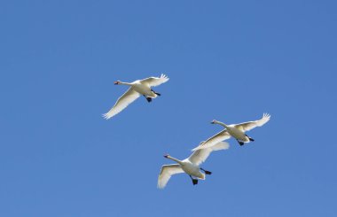 Tundra Swans flying in a clear blue sky clipart