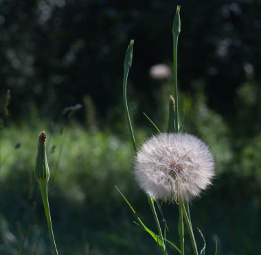 Karahindiba, Karahindiba çiçeği, karahindiba tohumları