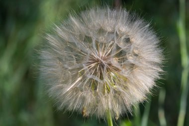 Karahindiba, Karahindiba çiçeği, karahindiba tohumları