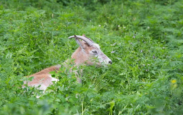 Cabra en la hierba —  Fotos de Stock