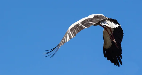 White stork on a blue sky — Stock Photo, Image