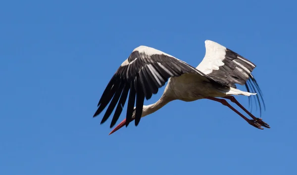 Cigüeña blanca en un cielo azul — Foto de Stock