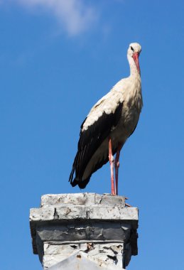 Mavi bir gökyüzü üzerinde beyaz leylek
