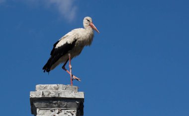 Mavi bir gökyüzü üzerinde beyaz leylek