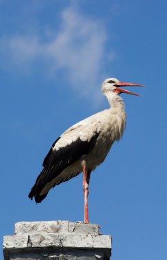 Mavi bir gökyüzü üzerinde beyaz leylek