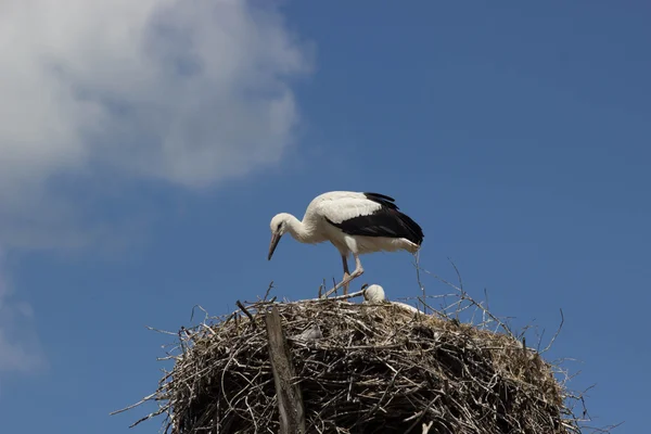 Stork in the big nest — Stock Photo, Image