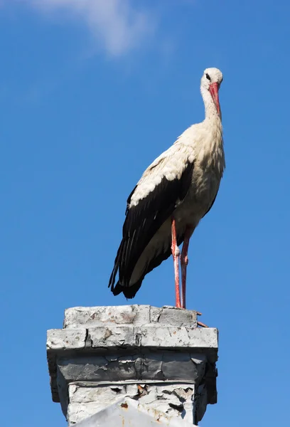 Cigüeña blanca en un cielo azul — Foto de Stock