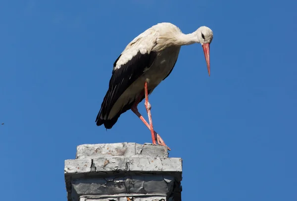 Weißstorch am blauen Himmel — Stockfoto