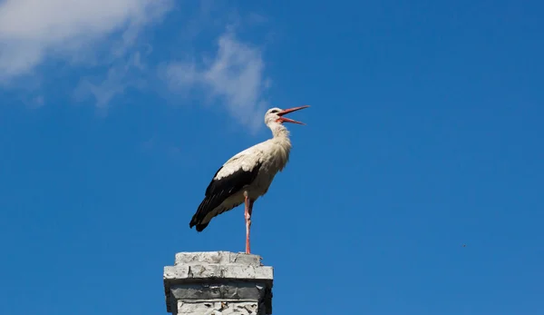 Cigüeña blanca en un cielo azul — Foto de Stock