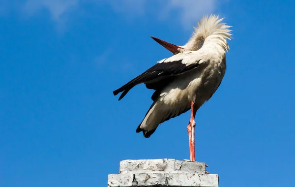 Cigüeña blanca en un cielo azul — Foto de Stock