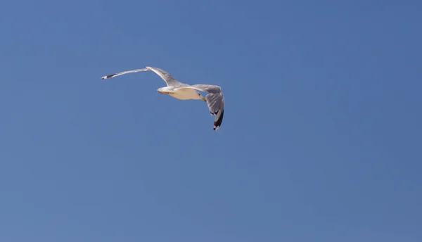 Grande Gaivota Voando Céu Azul Pássaro Felicidade Sorte — Fotografia de Stock