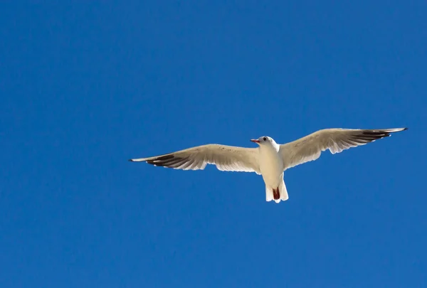 Grande Gaivota Voando Céu Azul Pássaro Felicidade Sorte — Fotografia de Stock