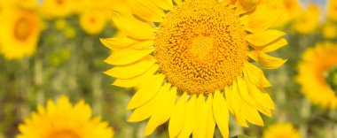 güzel manzara ile ayçiçeği alanın üzerine mavi gökyüzü bulutlu