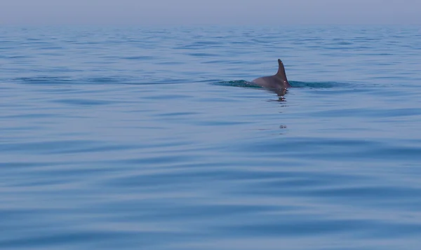 Πτερύγιο Ενός Δελφίνι Στη Θάλασσα — Φωτογραφία Αρχείου