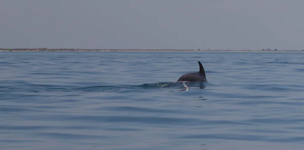 Πτερύγιο Ενός Δελφίνι Στη Θάλασσα — Φωτογραφία Αρχείου