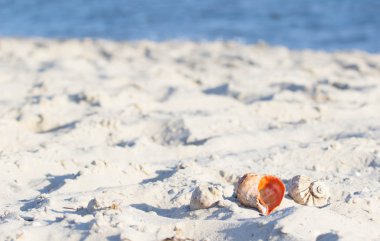 Sahilde deniz kabukları üzerinde odaklanın. yaz tatili