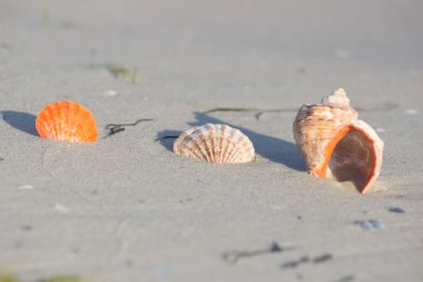 Sahilde deniz kabuğu. Yaz saati