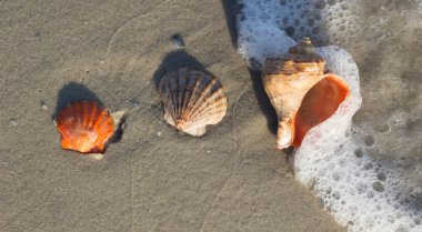 Sahilde deniz kabuğu. Yaz saati